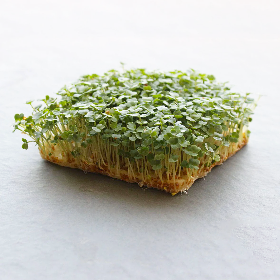 Arugula Microgreens