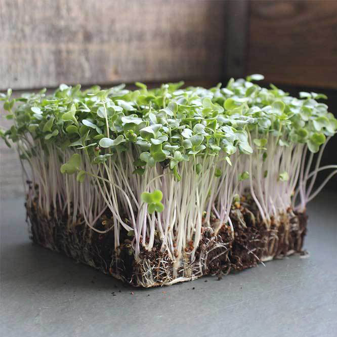 Broccoli Microgreens