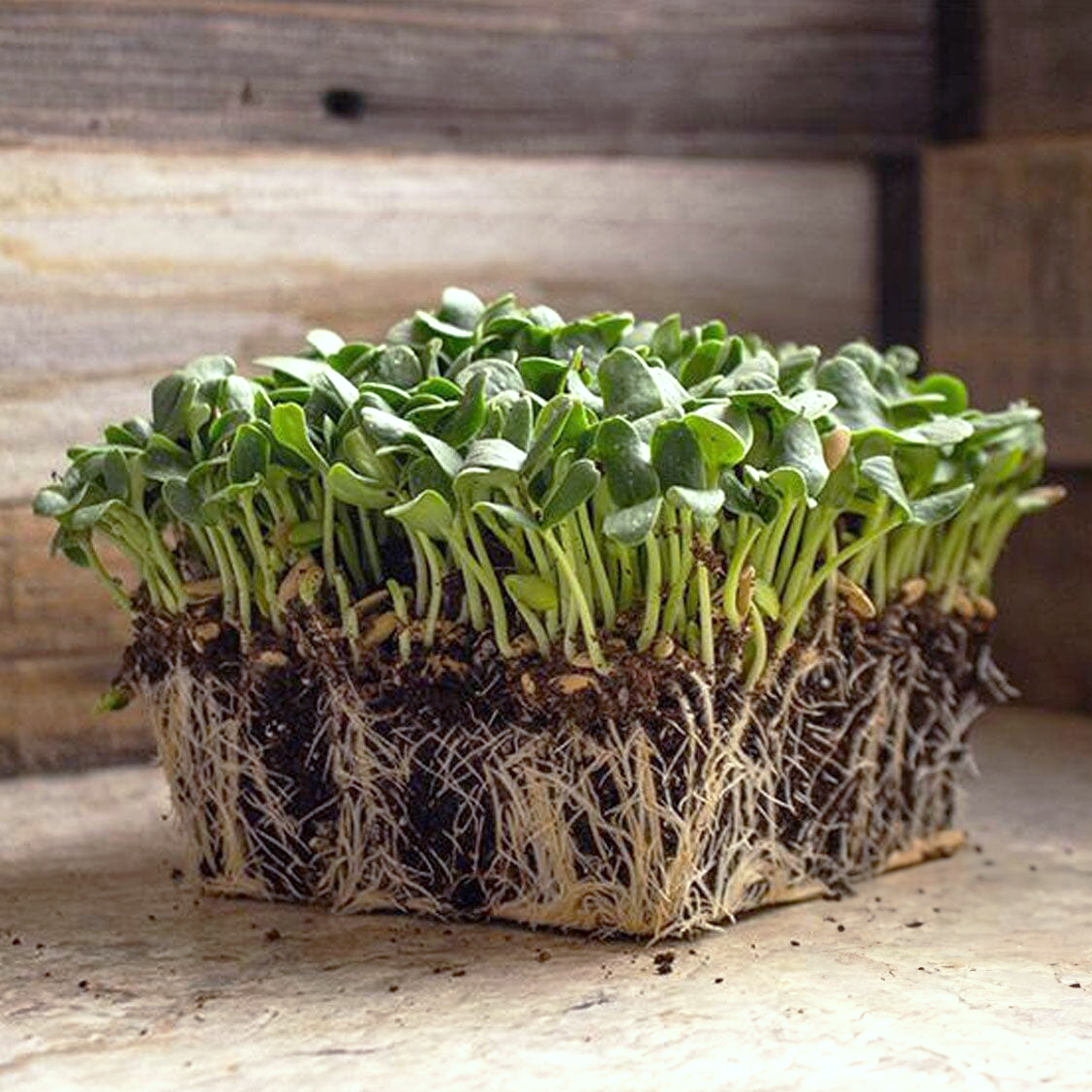 Melon Microgreens