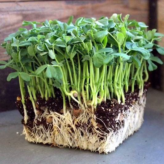 Pea Microgreens