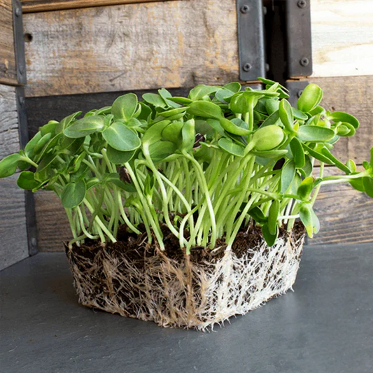 Sunflower Microgreens