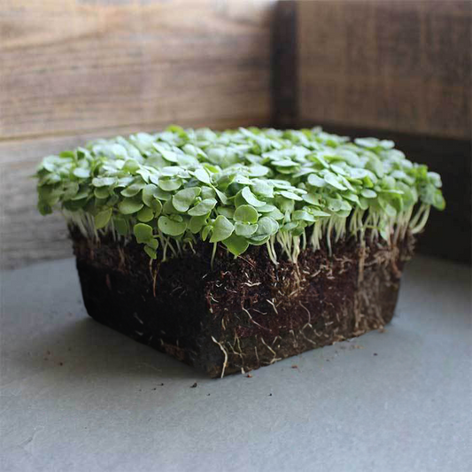 Micro Basil